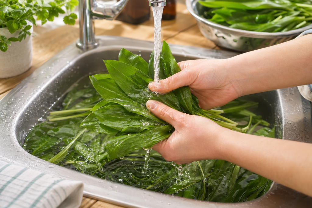 Hände waschen sorgfältig frische, grüne Bärlauchblätter in einer Spüle unter klarem Wasser, um sie für die Verarbeitung vorzubereiten."